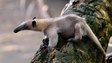 Картинка муравьед животные муравьеды млекопитающие неполнозубые