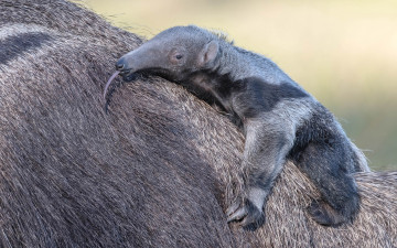 обоя муравьеды, животные, самка, детёныш, млекопитающие, неполнозубые