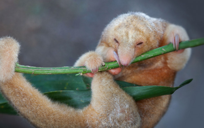 Обои картинки фото муравьед, животные, муравьеды, детёныш, млекопитающие, неполнозубые