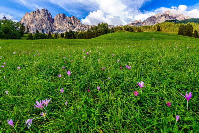 Обои картинки фото природа, луга, горы, луг, трава, цветы, весна