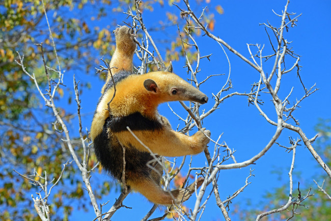 Обои картинки фото муравьед, животные, муравьеды, млекопитающие, неполнозубые