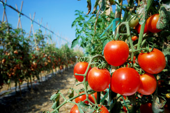 Картинка природа плоды помидоры