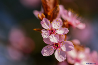 Картинка цветы цветущие+деревья+ +кустарники макро