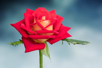 Картинка цветы розы роза