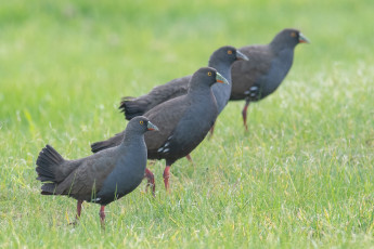 Картинка животные птицы