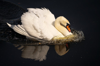 обоя животные, лебеди, лебедь