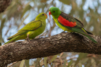 Картинка животные попугаи