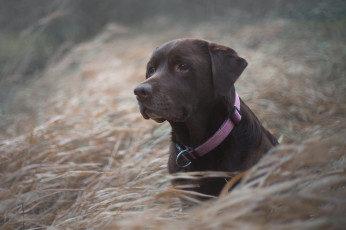 Картинка животные собаки собака
