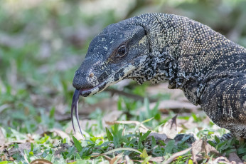 обоя животные, ящерицы,  игуаны,  вараны, варан