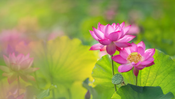 Картинка цветы лотосы