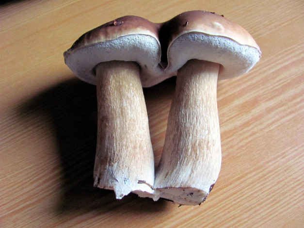 Обои картинки фото еда, грибы,  грибные блюда, боровики