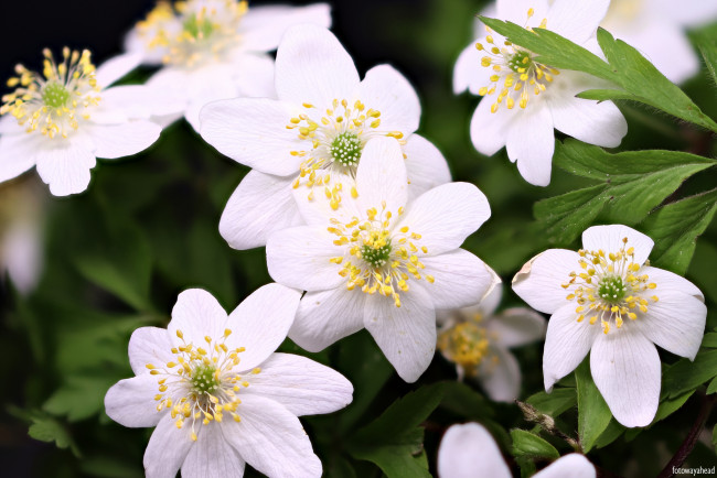 Обои картинки фото цветы, анемоны,  сон-трава, белые