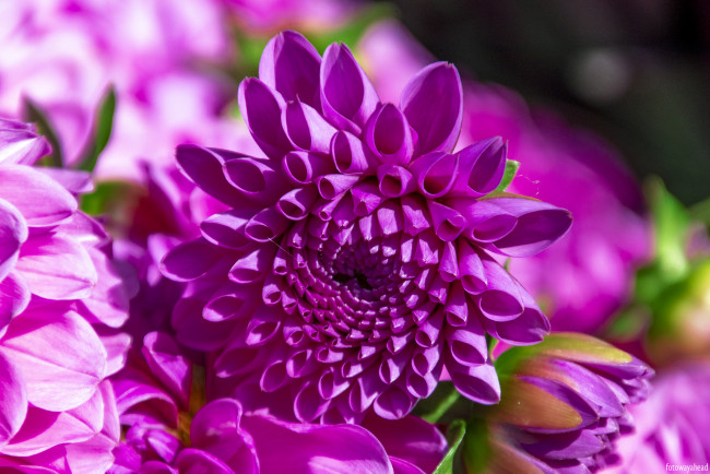 Обои картинки фото цветы, хризантемы, хризантема