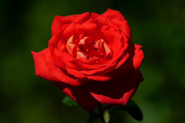 Обои картинки фото цветы, розы, роза