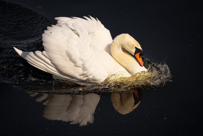 Обои картинки фото животные, лебеди, лебедь