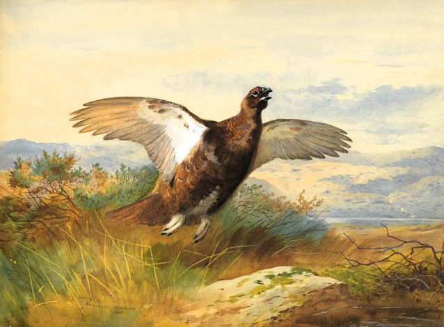 Обои картинки фото рисованное, archibald thorburn, тетерев, трава, полет