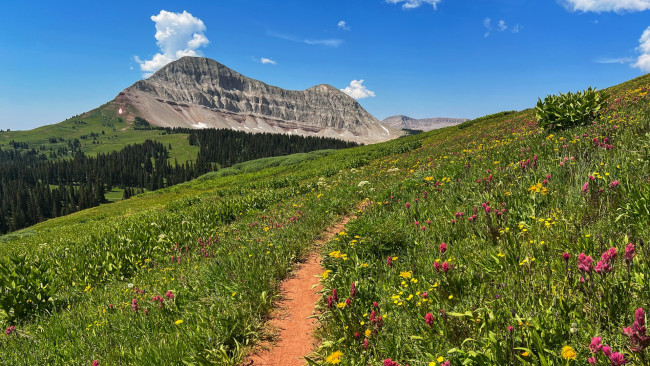 Обои картинки фото 