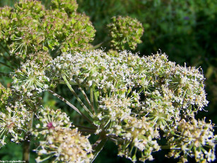 Картинка летние этюды цветы луговые полевые