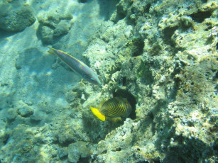 Картинка животные рыбы