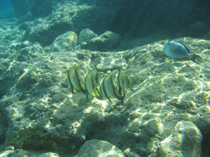 Картинка животные рыбы