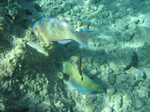 Картинка животные рыбы