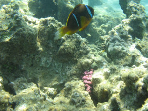 Картинка животные рыбы