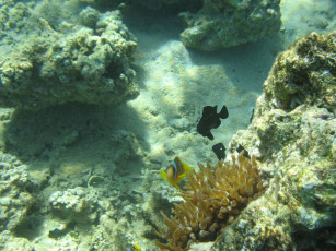 Картинка животные рыбы