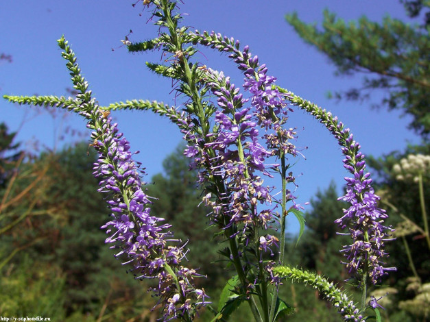 Обои картинки фото летние, этюды, цветы, луговые, полевые