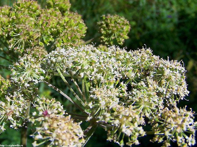 Обои картинки фото летние, этюды, цветы, луговые, полевые