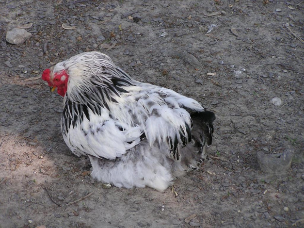 Обои картинки фото животные, куры, петухи