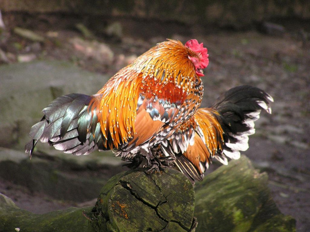 Обои картинки фото животные, куры, петухи