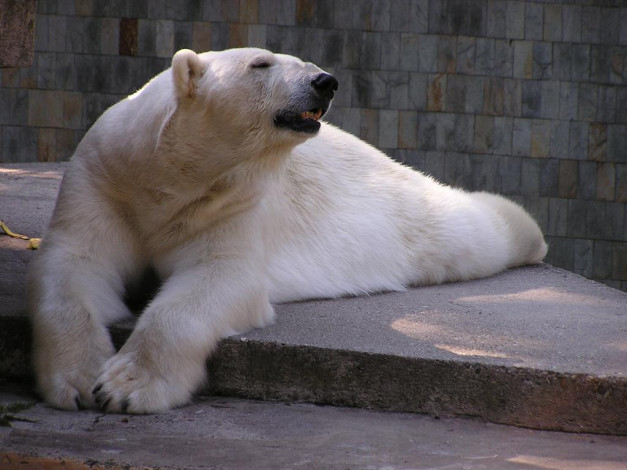 Обои картинки фото животные, медведи