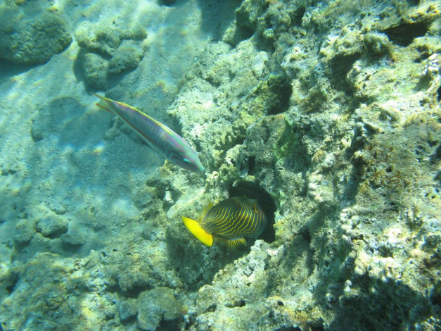 Обои картинки фото животные, рыбы