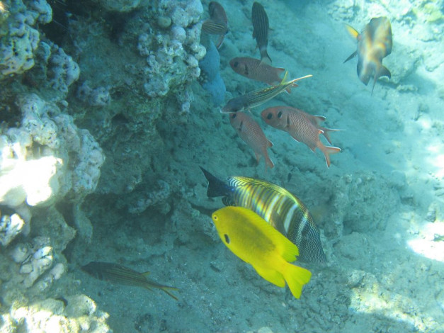 Обои картинки фото животные, рыбы