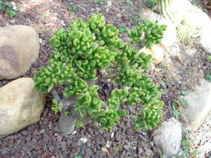 Картинка цветы