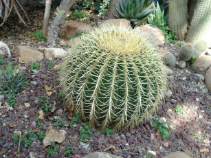 Картинка цветы кактусы