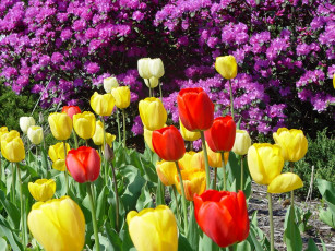 Картинка цветы разные вместе