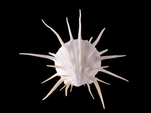 Картинка разное ракушки кораллы декоративные spa камни