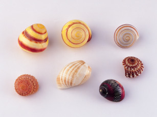 Картинка разное ракушки кораллы декоративные spa камни
