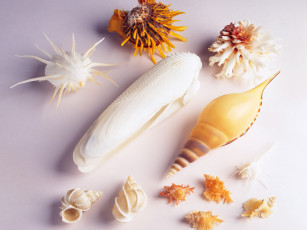 Картинка разное ракушки кораллы декоративные spa камни