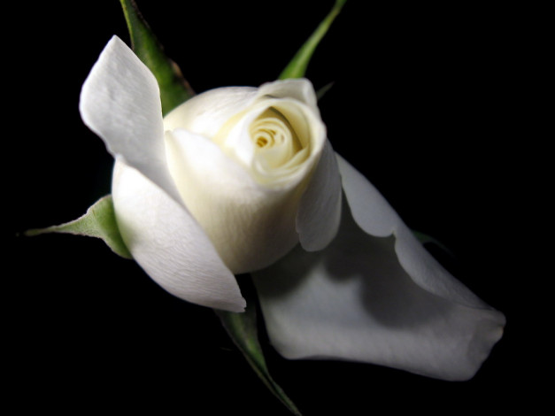 Обои картинки фото цветы, розы