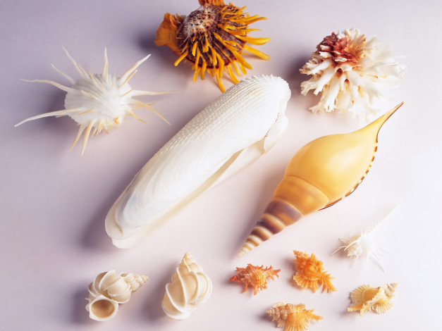 Обои картинки фото разное, ракушки, кораллы, декоративные, spa, камни
