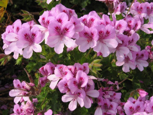 Картинка цветы герань