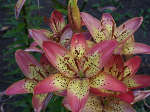 Картинка цветы лилии лилейники