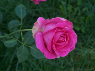 Картинка цветы розы