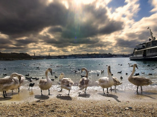 Картинка животные лебеди