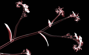 Картинка 3д графика flowers цветы