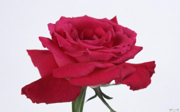 Картинка цветы розы