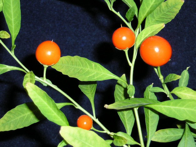 Обои картинки фото 