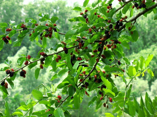 Обои картинки фото 